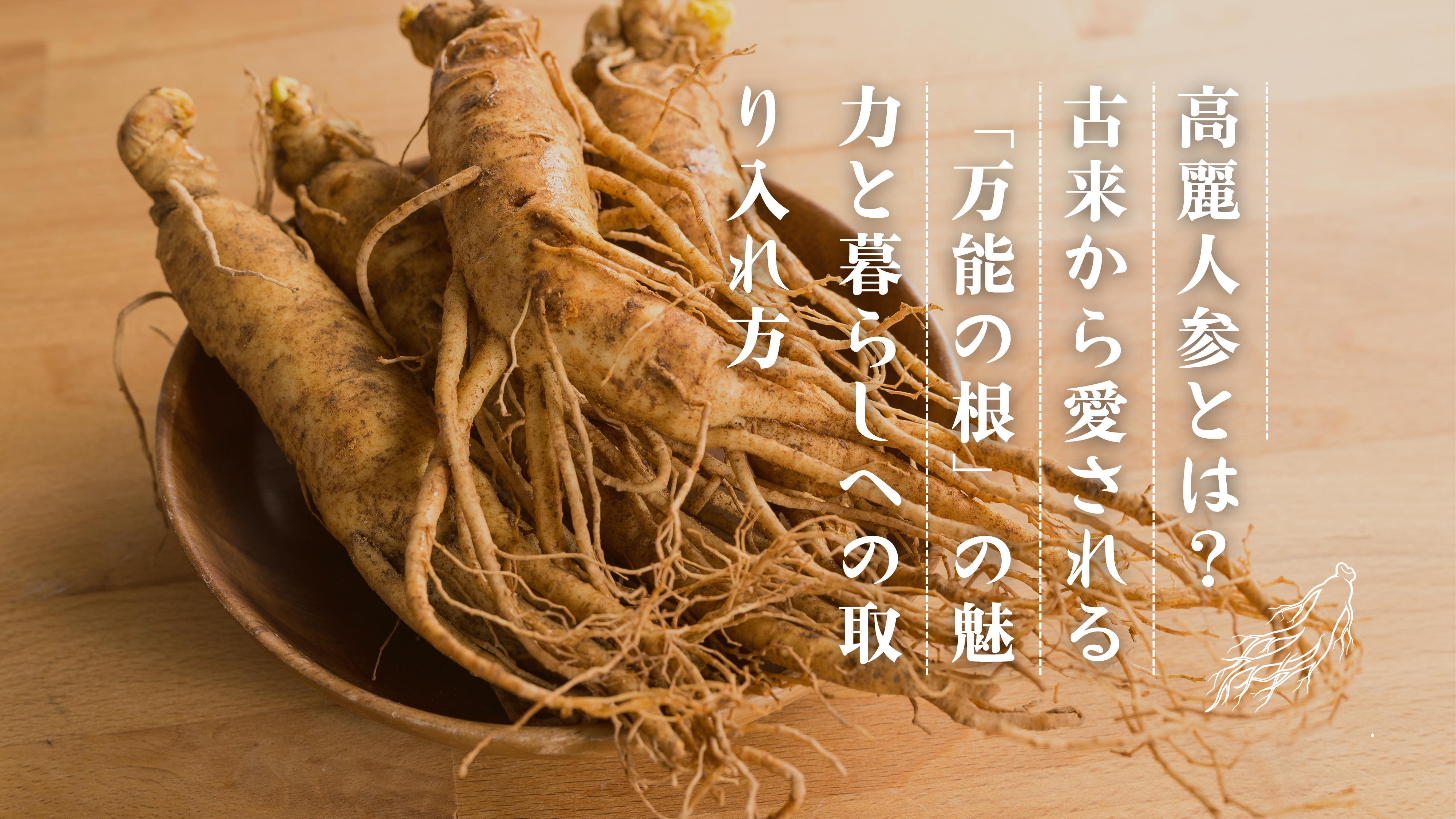 鑑定書付き 中国山参人参　置物　飾り物　高麗人参 シリアル付き 高麗人参とは？「万能の根」と呼ばれる古来からの魅力と暮らしへの